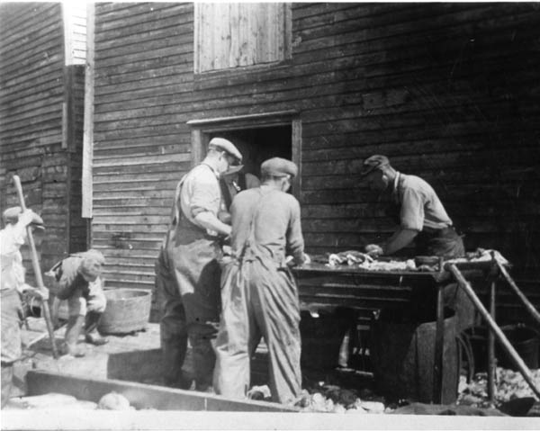 023: "Splitting fish at Dunphy's wharf, Red Island". l-r at table Bill Webber, Mike Reddy, Tom Dunphy; J V McCarthy is behind the table with pipe. Boys at left are Kevin Carroll and Joe Dunphy. (circa 1943)- Bill son of John Webber &amp;amp; Mary Emberley; Mike son of James Reddy &amp;amp; Mary Anne Murphy; Tom son of Patrick Dunphy &amp;amp; Anastasia Fitzgerald McCarthy; J V son of Thomas McCarthy &amp;amp; Anastasia Fitzgerald; Kevin son of Michael Carroll &amp;amp; Josie Barry; Joe son of Thomas Dunphy &amp;amp; Anne Carroll.
